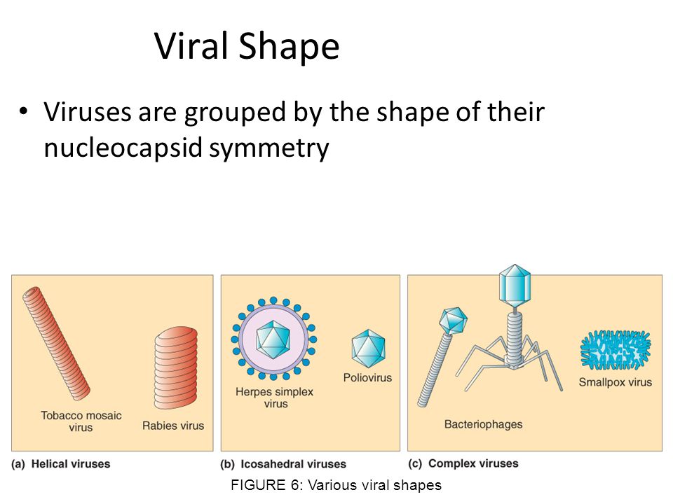 shapes of viruses