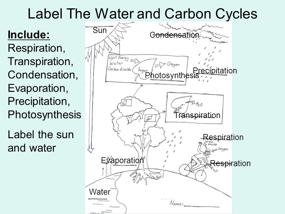 Label The Water and Carbon Cycles