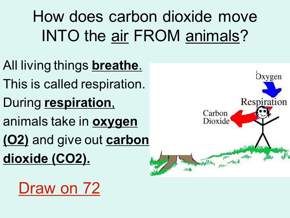 How does carbon dioxide move INTO the air FROM animals