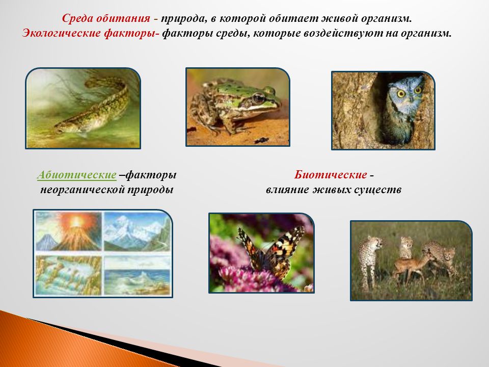 Тест среды обитания живых организмов 5 класс
