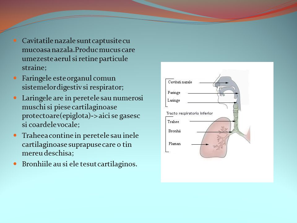 I.Sistemul respirator II.Bolile Sistemului Respirator - ppt video online  download