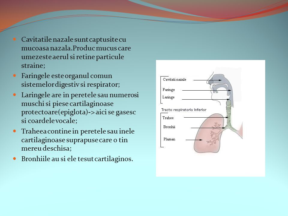 Boli Ale Sistemului Respirator La Om