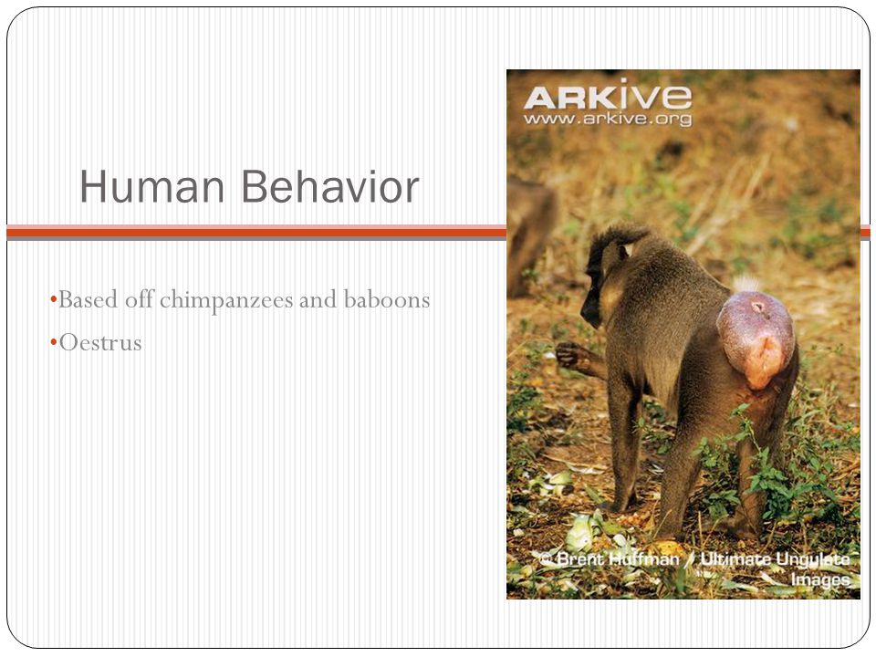Human Behavior Based off chimpanzees and baboons Oestrus