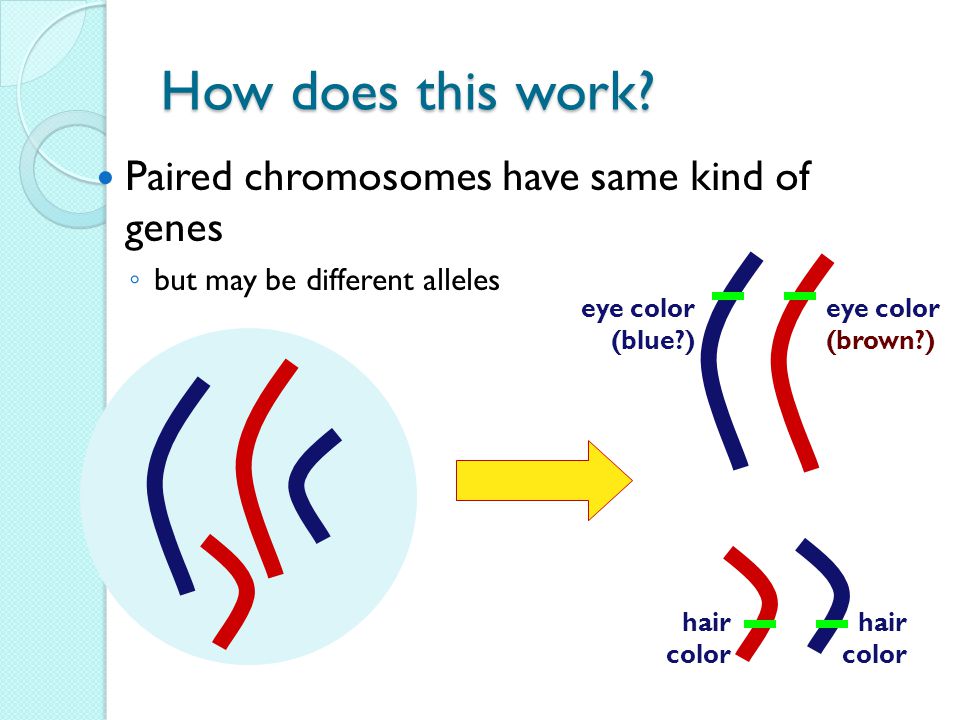How does this work Paired chromosomes have same kind of genes.
