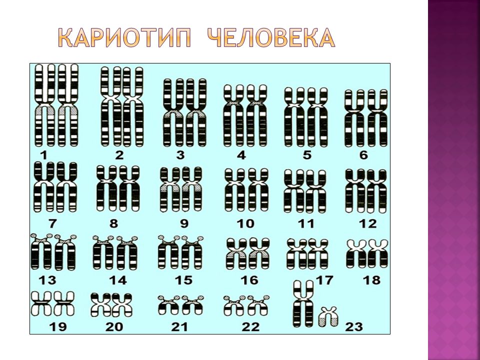 Изображение кариотипа человека. Кариотип человека. Идиограмма кариотипа. Нормальный кариотип человека. Кариотип схема.