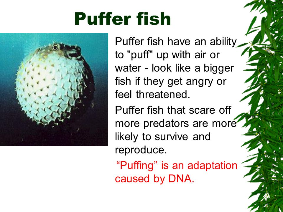 تذبذب سلامة دمل puffer fish adaptations - cazeres-arthurimmo.com