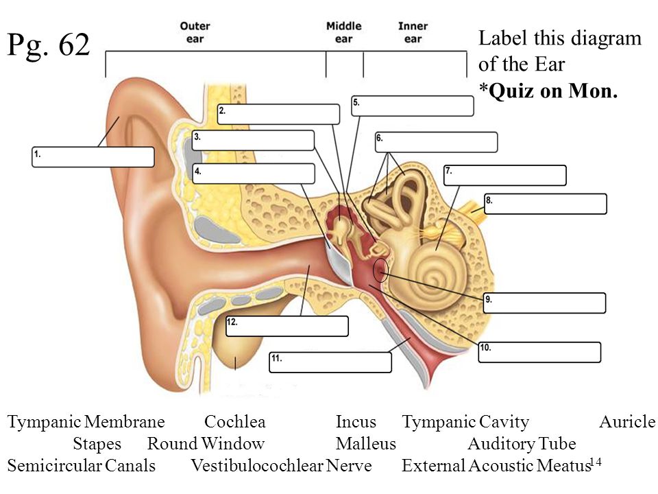 Ear Diagram With 10 Catalogue Of Schemas