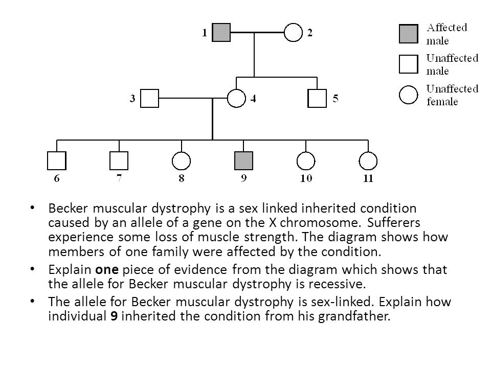 Muscular Dystrophy Pedigree Chart Answers