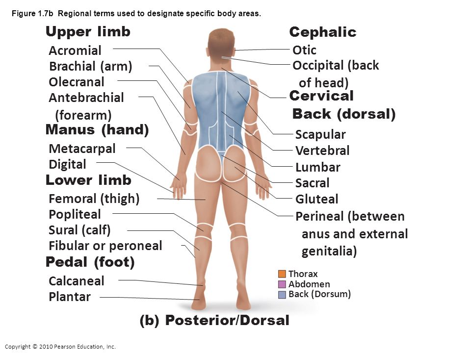 Do Now Work Explain In Terms Of Homeostasis Why Exercise Results In Increased Respiration And Heart Rates Are These Examples Of Positive And Negative Ppt Video Online Download