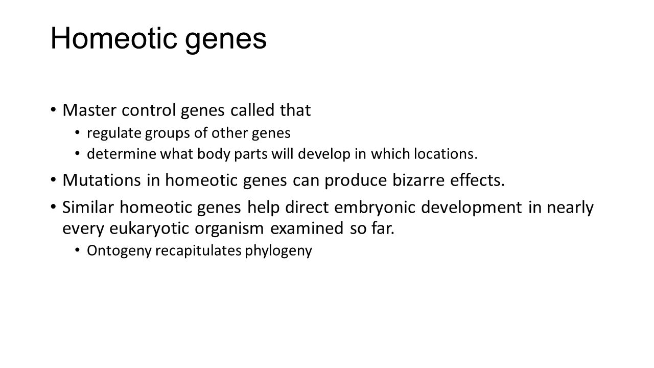 Homeotic genes Master control genes called that
