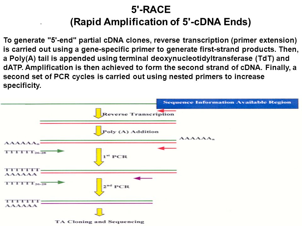 3'-RACE (Rapid Amplification of 3'-cDNA Ends) - ppt download