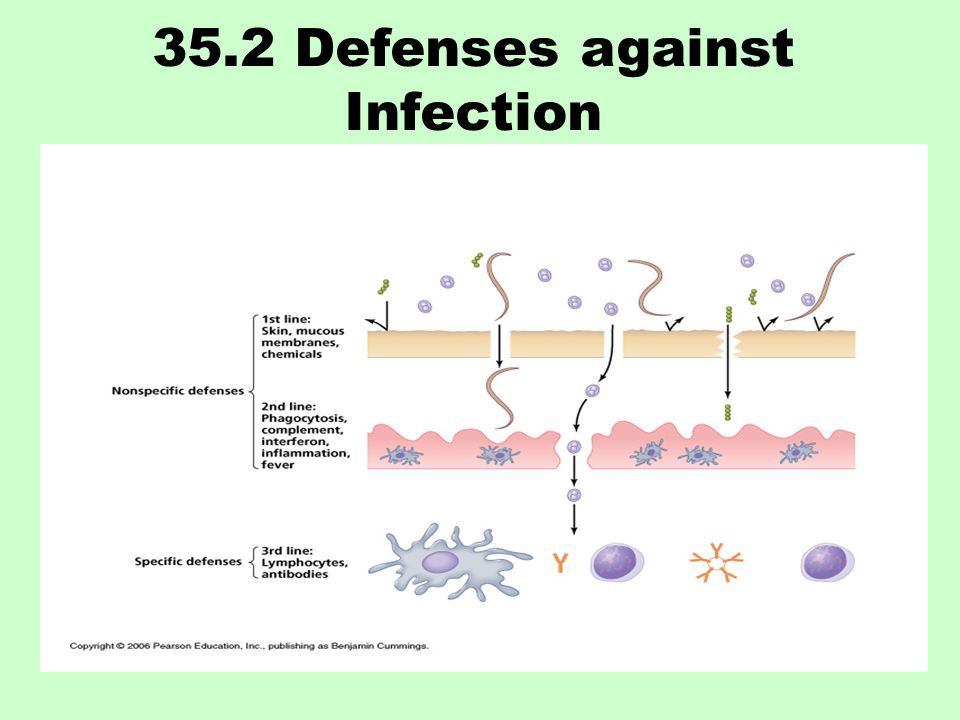 35.2 Defenses against Infection