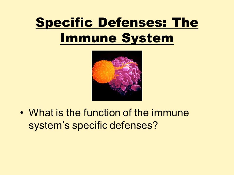 Specific Defenses: The Immune System