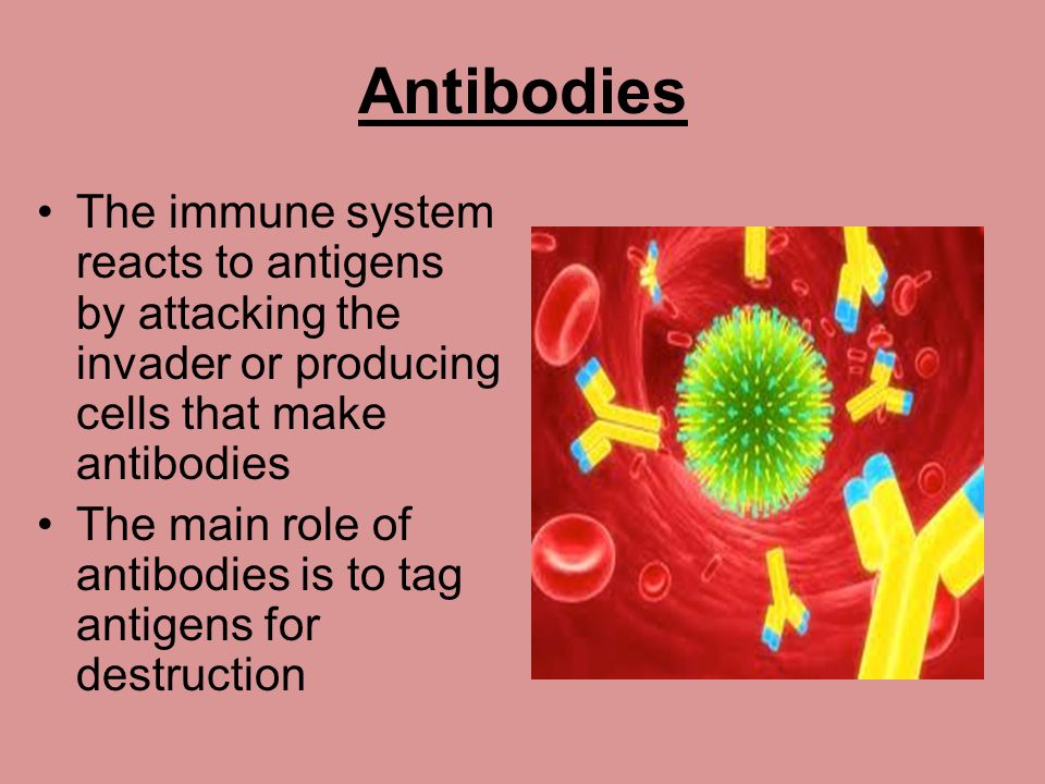 Antibodies The immune system reacts to antigens by attacking the invader or producing cells that make antibodies.
