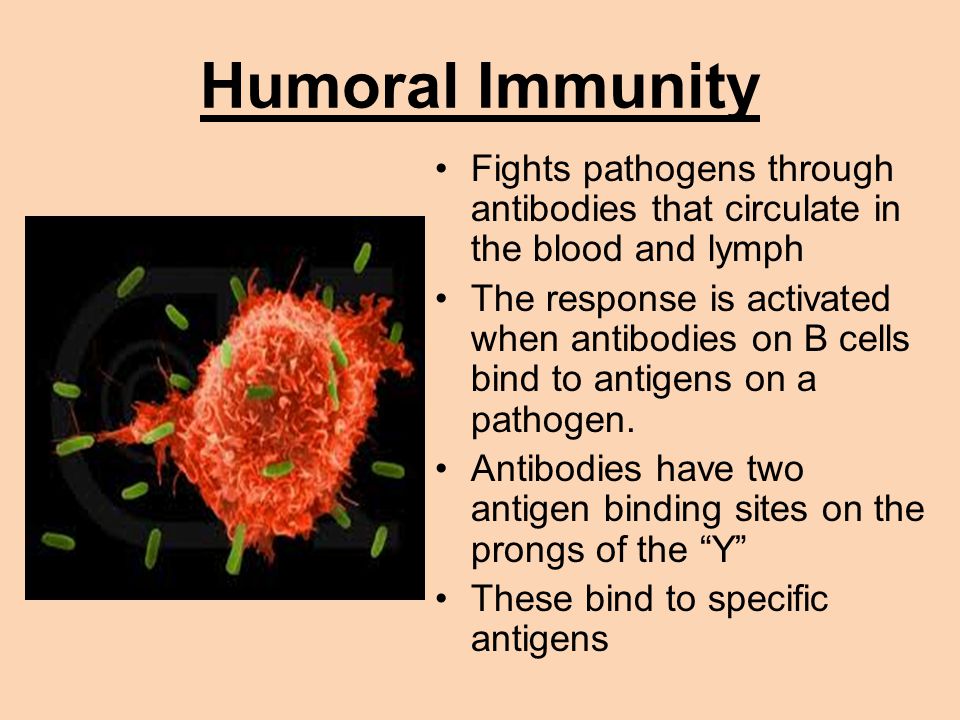 Humoral Immunity Fights pathogens through antibodies that circulate in the blood and lymph.