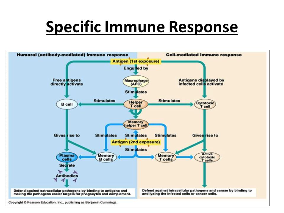 Specific Immune Response