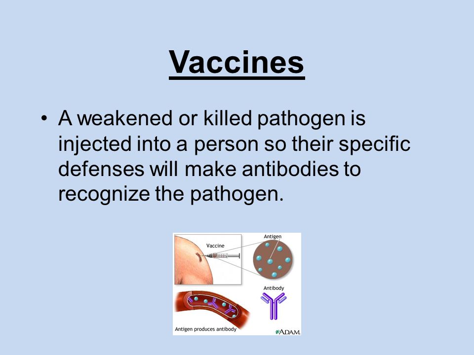 Vaccines A weakened or killed pathogen is injected into a person so their specific defenses will make antibodies to recognize the pathogen.