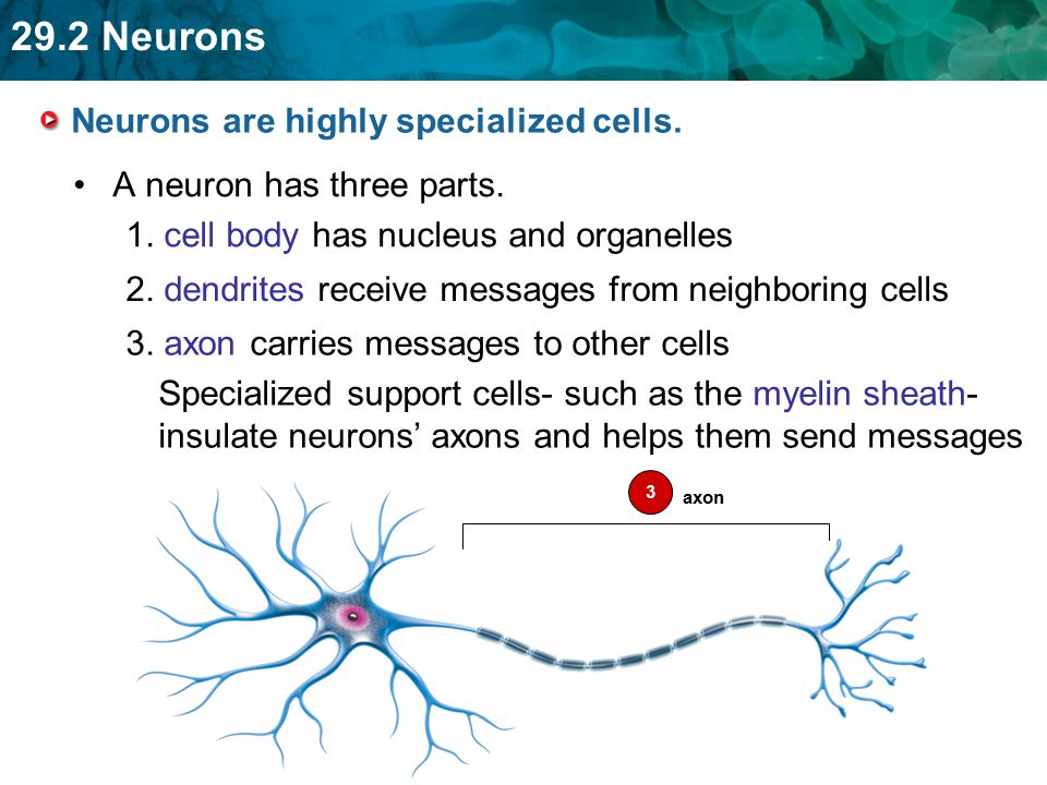Neurons are highly specialized cells.