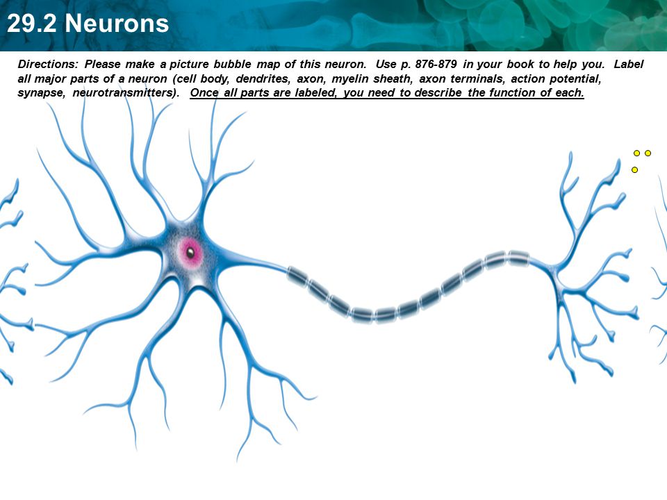 Directions: Please make a picture bubble map of this neuron. Use p