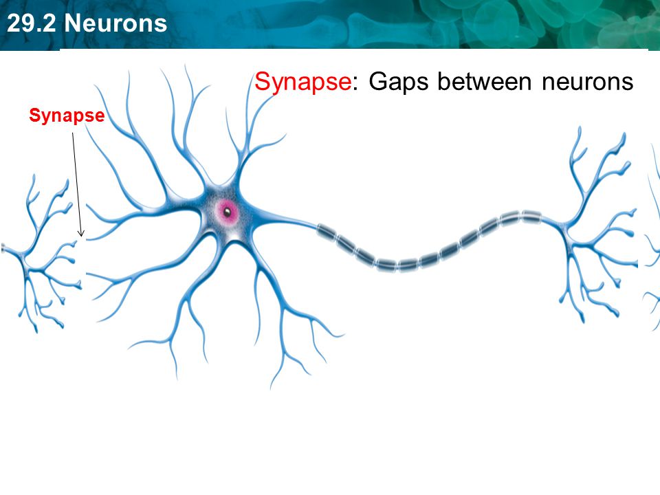 Synapse: Gaps between neurons