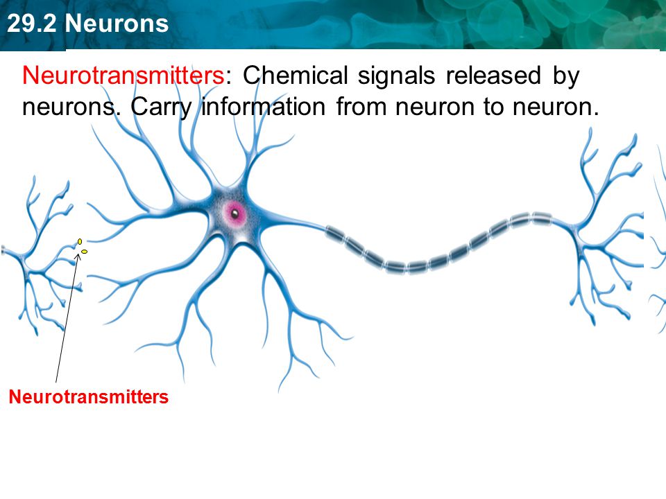 Neurotransmitters: Chemical signals released by neurons