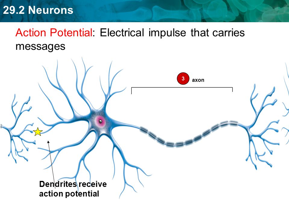 Action Potential: Electrical impulse that carries messages