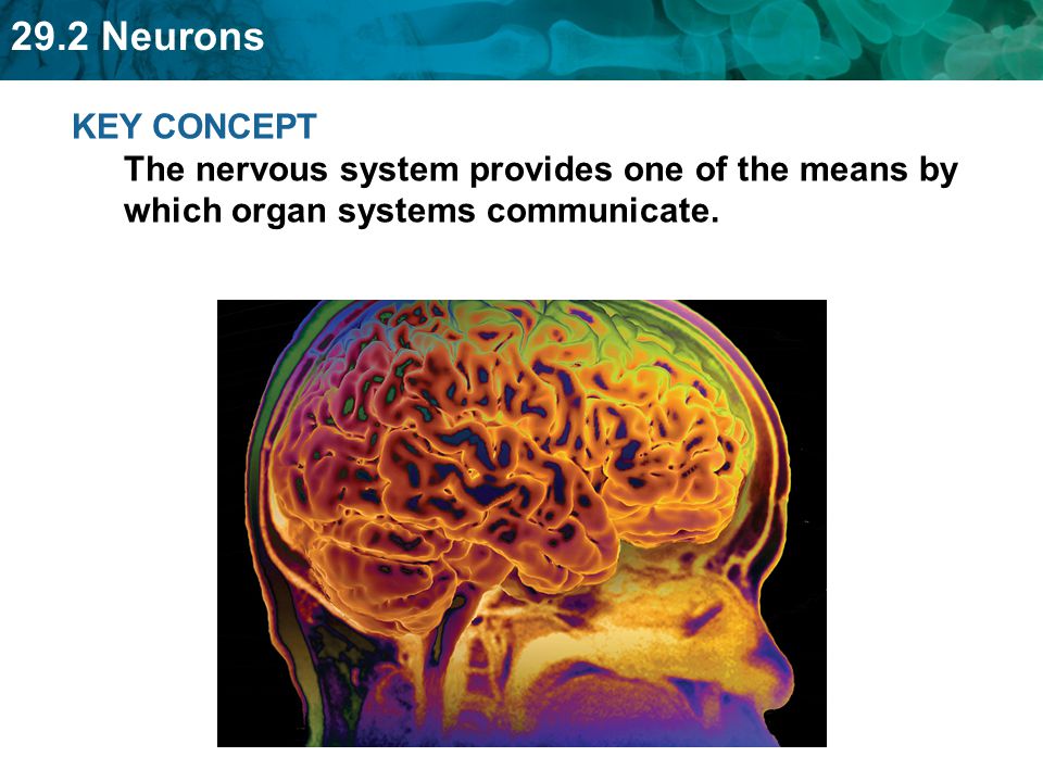 KEY CONCEPT The nervous system provides one of the means by which organ systems communicate.