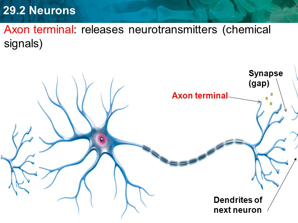Axon terminal: releases neurotransmitters (chemical signals)