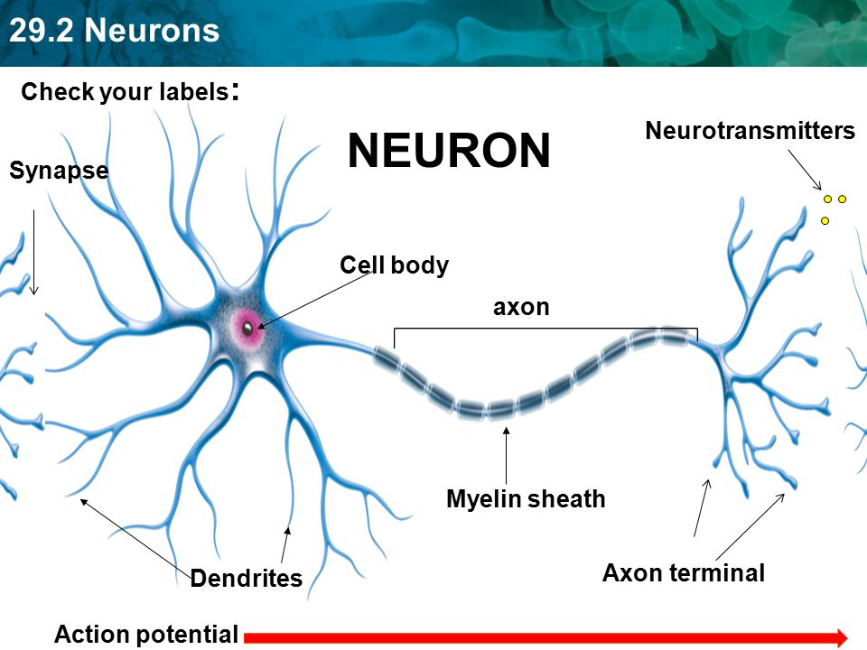 NEURON Check your labels: Neurotransmitters Synapse Cell body axon