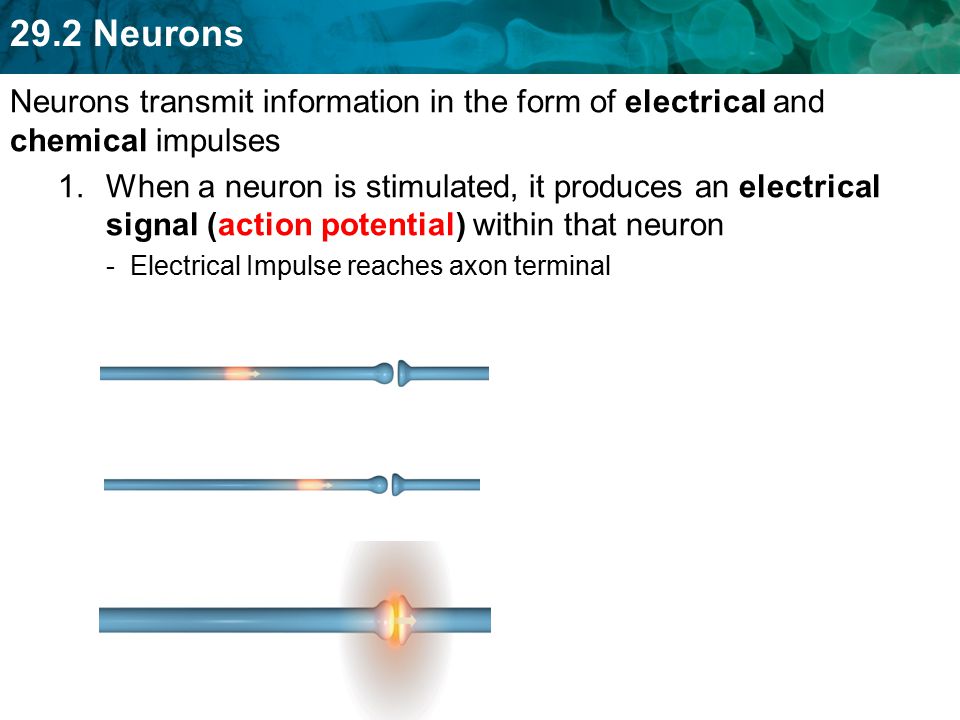 Neurons transmit information in the form of electrical and chemical impulses