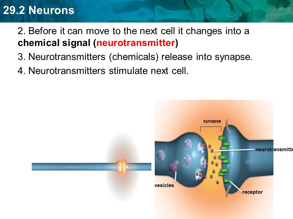 3. Neurotransmitters (chemicals) release into synapse.
