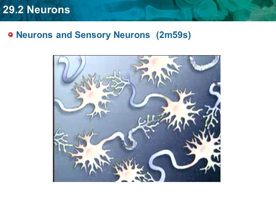 Neurons and Sensory Neurons (2m59s)