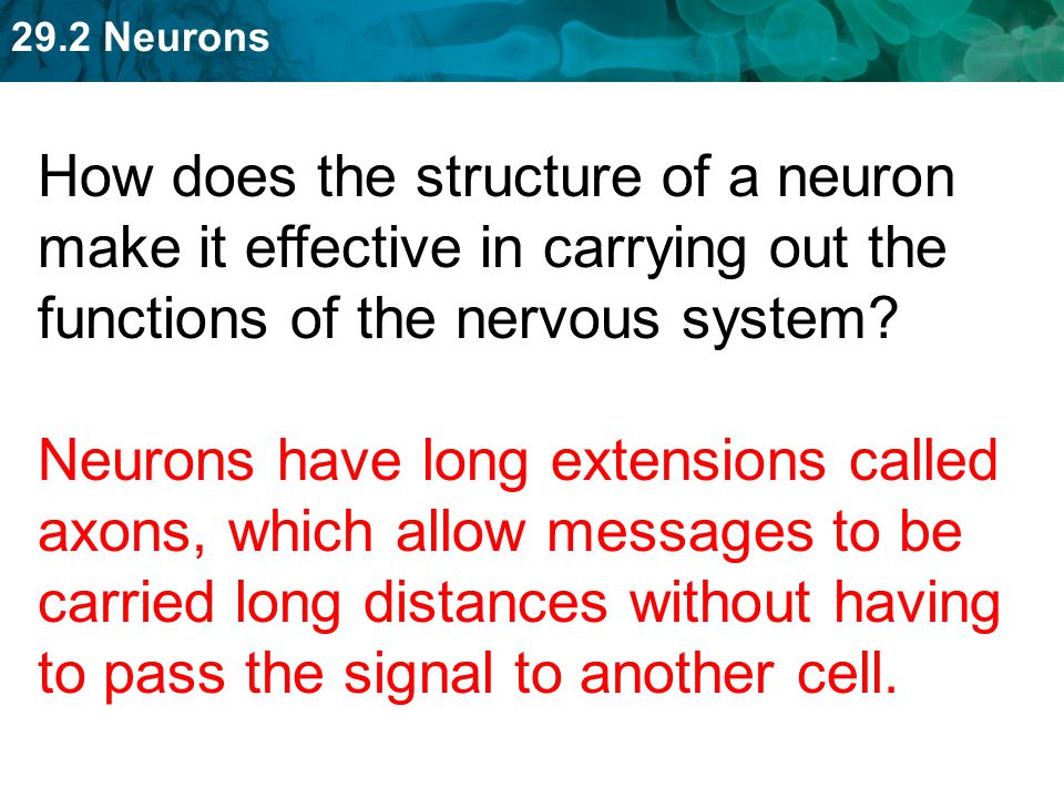 How does the structure of a neuron make it effective in carrying out the functions of the nervous system