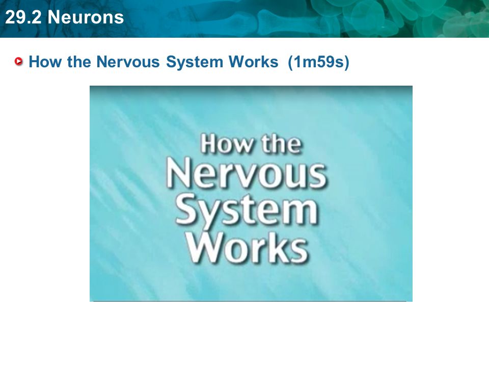 How the Nervous System Works (1m59s)
