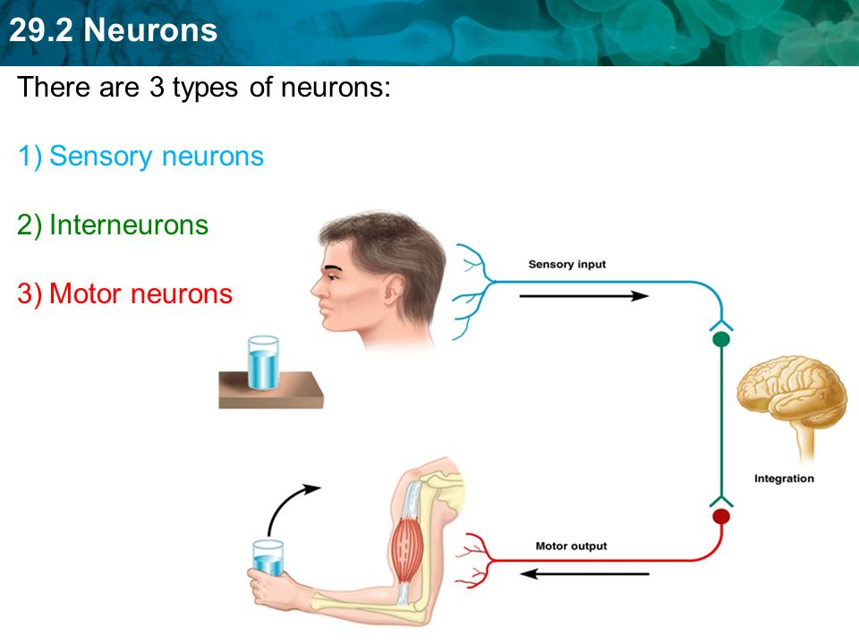 There are 3 types of neurons: