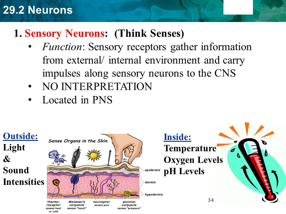 1. Sensory Neurons: (Think Senses)