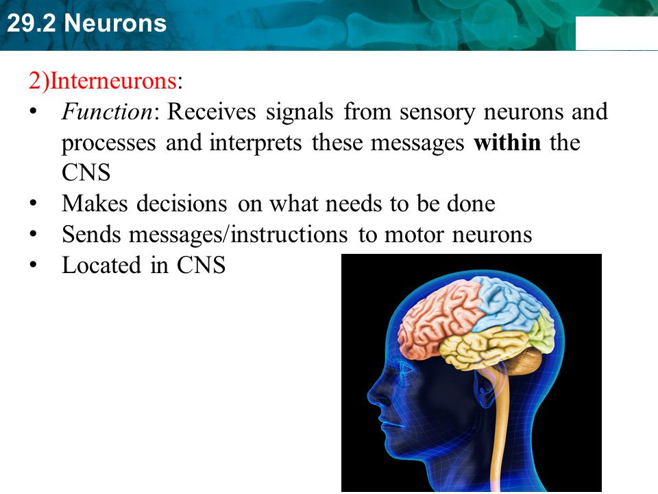 2)Interneurons: Function: Receives signals from sensory neurons and processes and interprets these messages within the CNS.