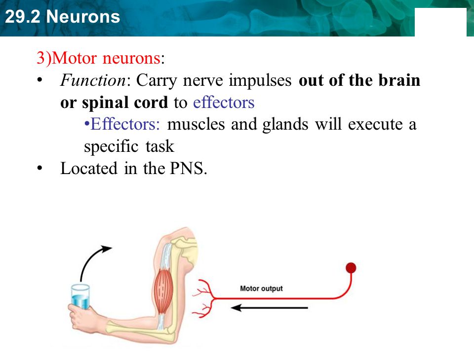 3)Motor neurons: Function: Carry nerve impulses out of the brain or spinal cord to effectors.
