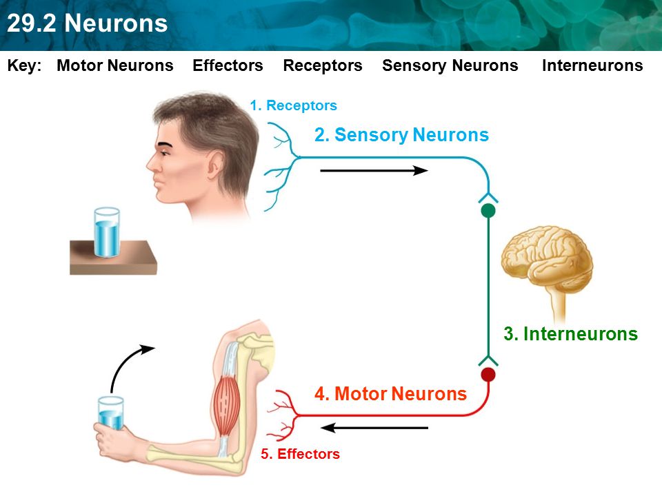 2. Sensory Neurons 3. Interneurons 4. Motor Neurons