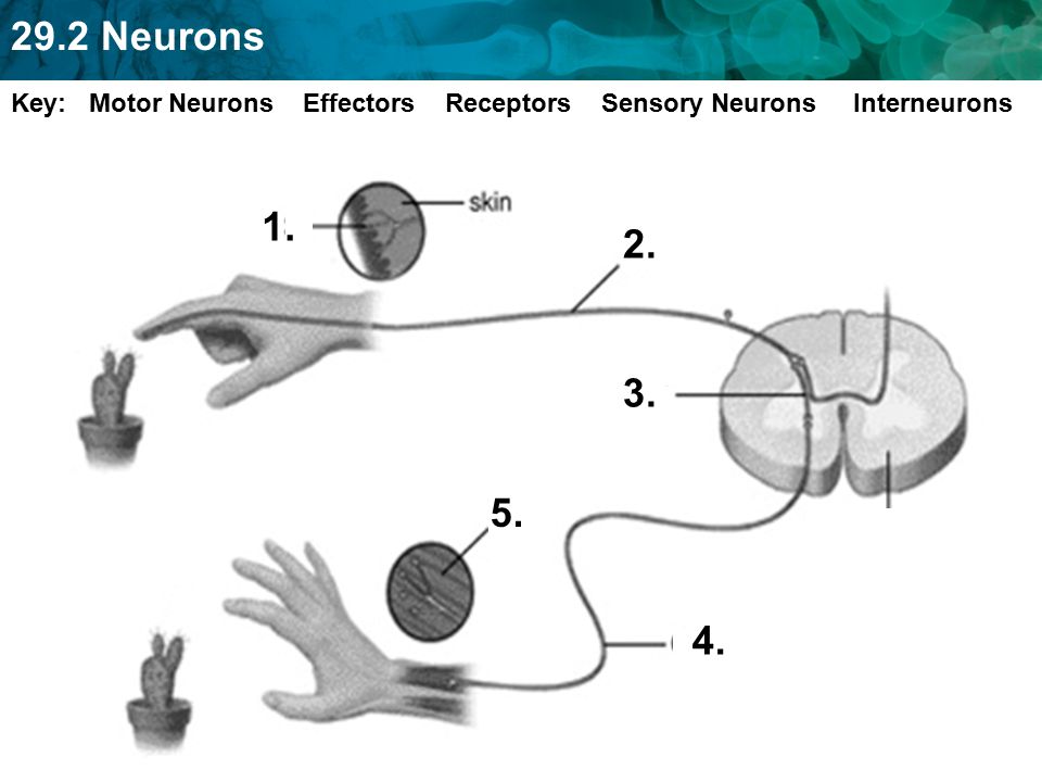 Key: Motor Neurons Effectors Receptors Sensory Neurons Interneurons