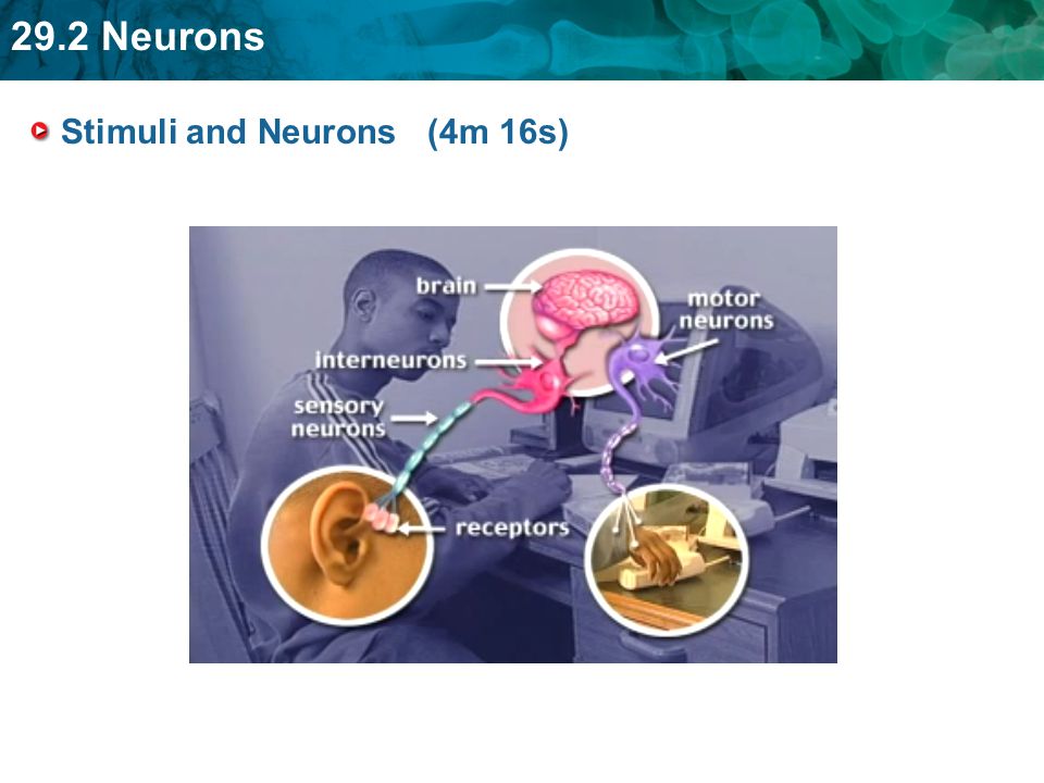 Stimuli and Neurons (4m 16s)