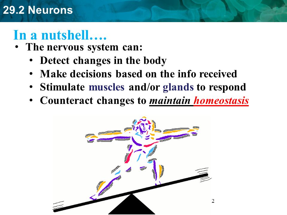 In a nutshell…. The nervous system can: Detect changes in the body