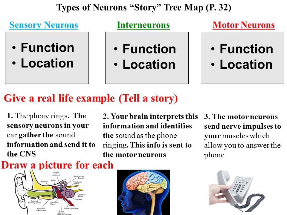 Types of Neurons Story Tree Map (P. 32)