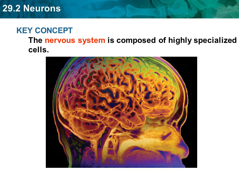 KEY CONCEPT The nervous system is composed of highly specialized cells.