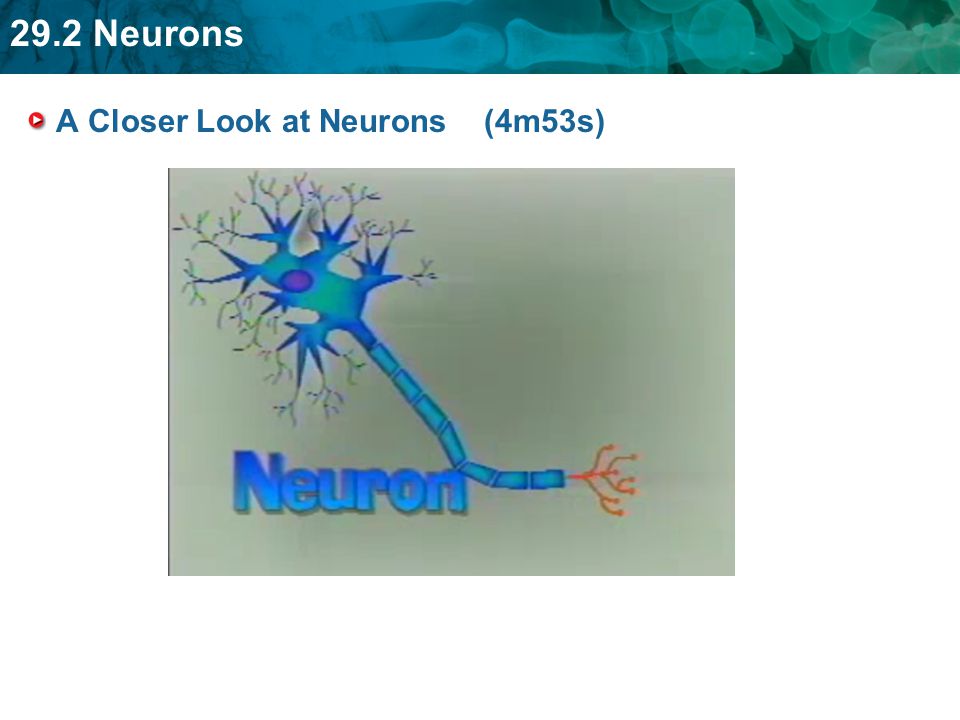 A Closer Look at Neurons (4m53s)