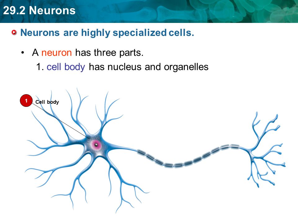 Neurons are highly specialized cells.