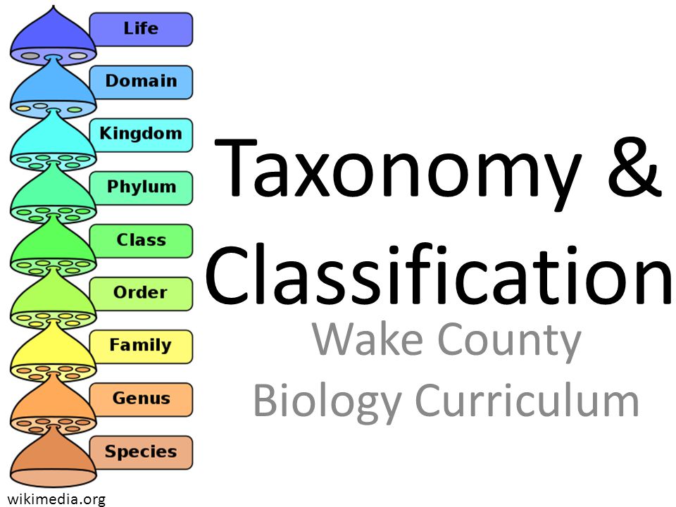 Таксономия wordpress. Taxonomy. Таксономия на английском. Taxonomy of animals. Таксономия растений Phylum.