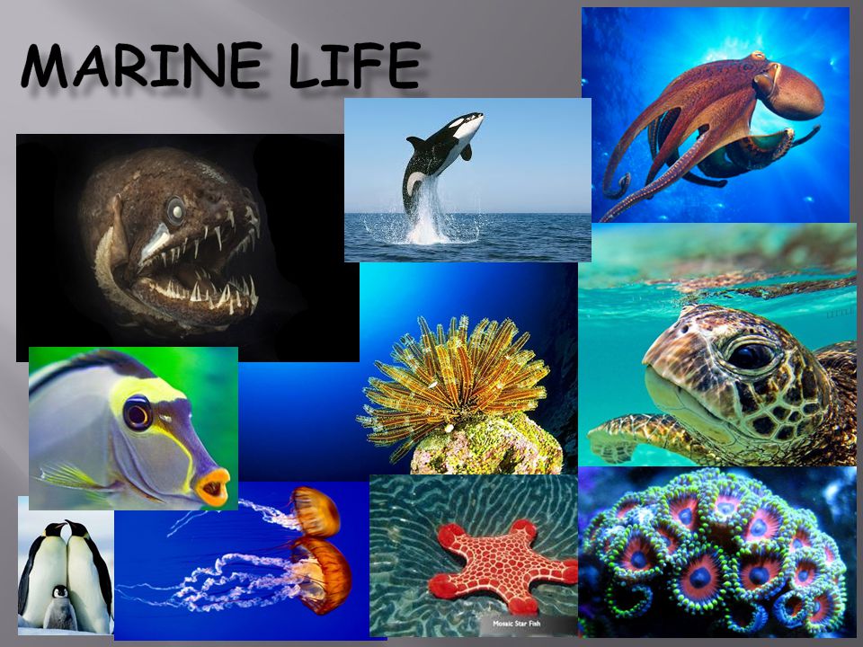 Marine LIFE