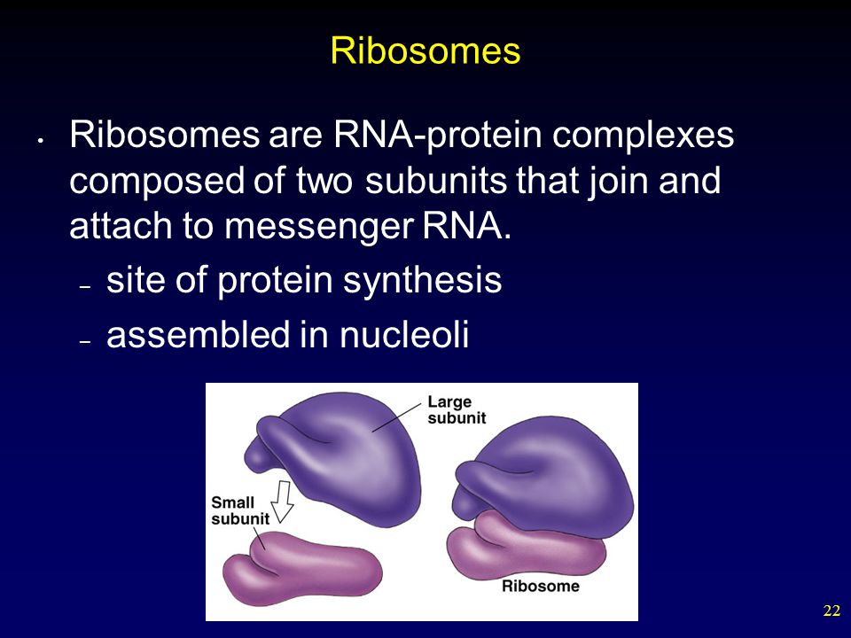 Ribosomes Ribosomes are RNA-protein complexes composed of two subunits that join and attach to messenger RNA.