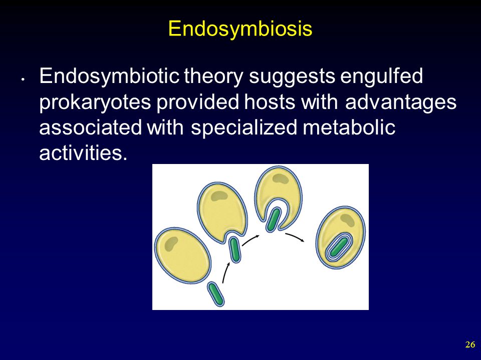 Endosymbiosis Endosymbiotic theory suggests engulfed prokaryotes provided hosts with advantages associated with specialized metabolic activities.